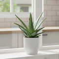Go Hooked Pluto White Indoor Planter Pot 10 Inch | Lightweight Modern Round Plant Pot for Living Room, Balcony & Office | Decorative Polymer Pot for Live & Artificial Plants