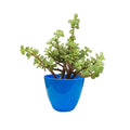 Go Hooked Plastic Indoor Plant Pot, Multicolor, Size -13x13x10cm, 6 Pcs Small