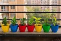 Go Hooked Plastic Indoor Plant Pot, Multicolor, Size -13x13x10cm, 6 Pcs Small