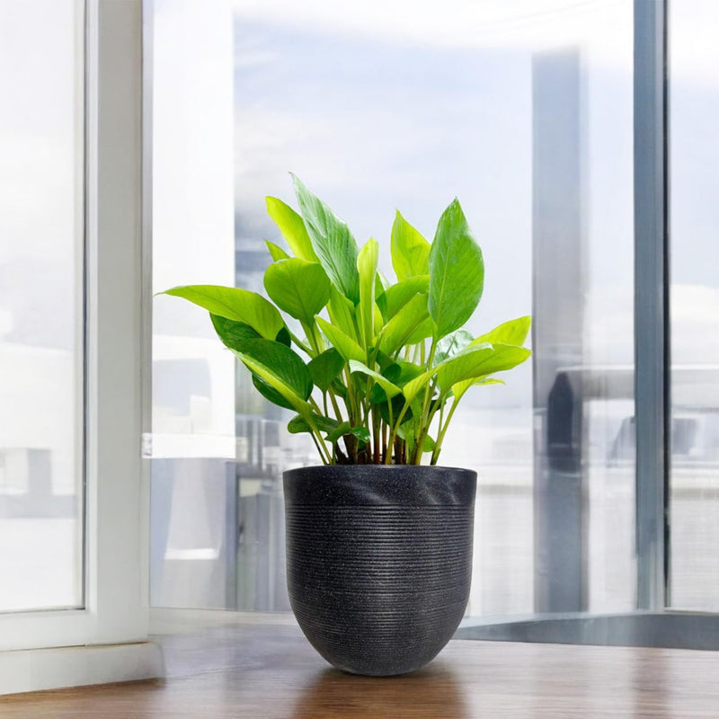 Go Hooked 15 Inch Polymer Flower Pot for Plants | Large Round Plant Pot for Home Garden Balcony | Premium Lightweight Durable Gamla for Indoor Outdoor Plants | Modern Decorative White Planter