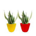 Go Hooked Plastic Small pots for Indoor Plants, Multicolour, Size -13x13x10cm, 20 Pieces Small