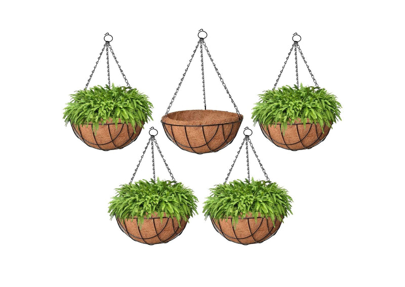 GoHooked 10" brown coir hanging basket planters with metal chains, set of 5. Four filled with lush green ferns.