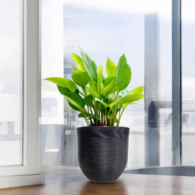 Go Hooked 15 inch round black textured polymer plant pot with green plant, modern design for home or garden.