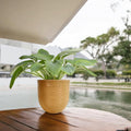 GoHooked 15 inch round brown polymer plant pot with textured finish, holding a green plant on a wooden table.