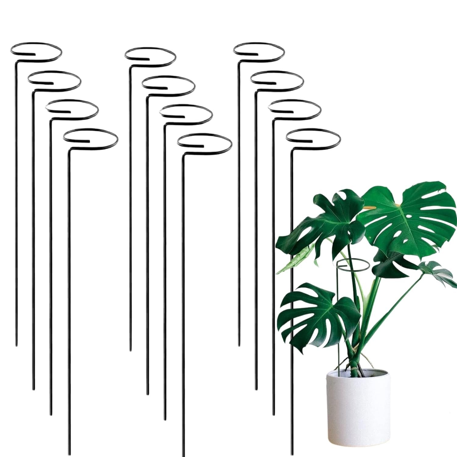 Go Hooked 16-inch black metal plant stakes, pack of 12, for single stem flowers and plants.