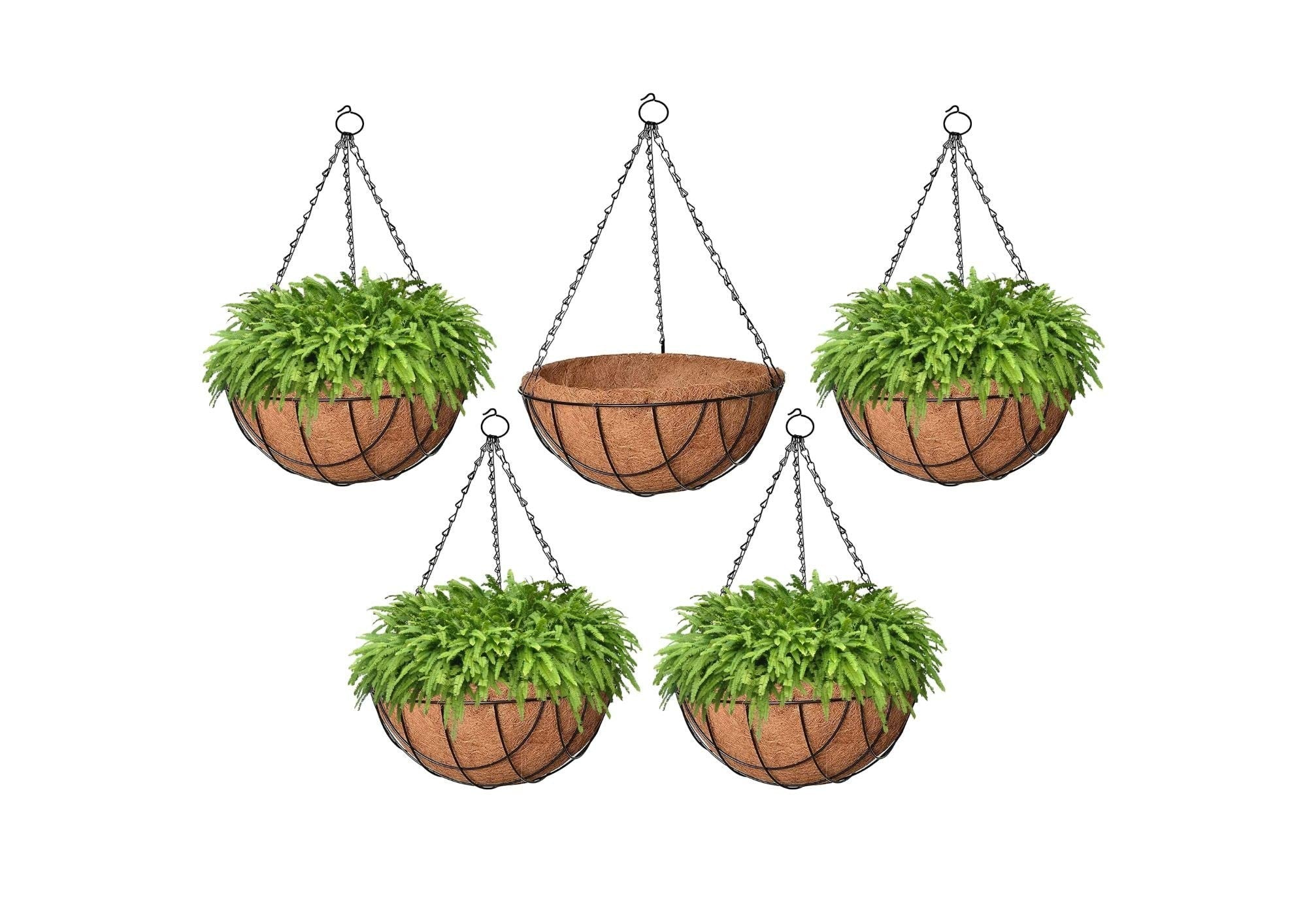 GoHooked 8" coco fiber hanging baskets with metal chains, set of 5. Four are filled with lush green ferns, one is empty.