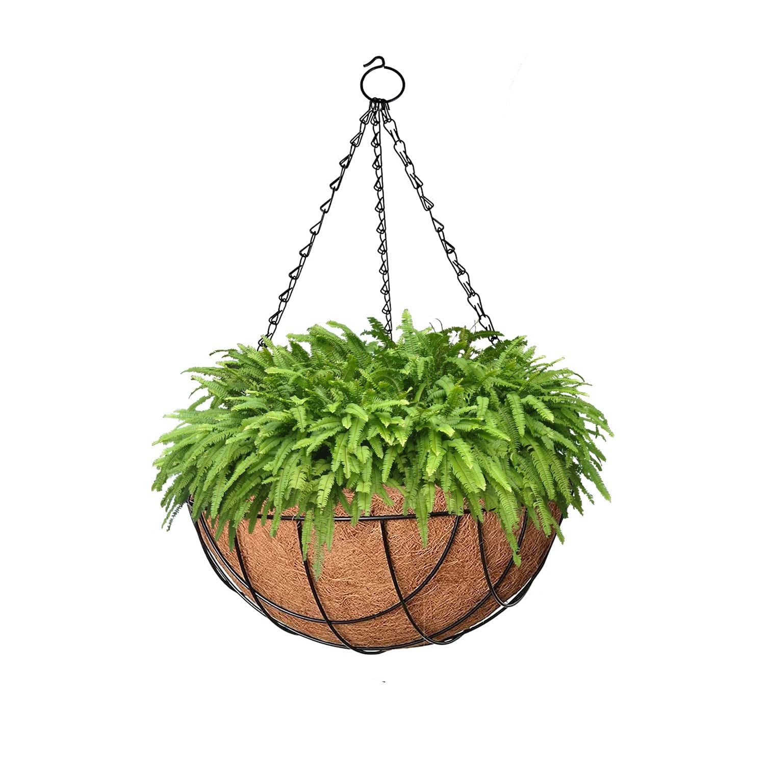 GoHooked 8" brown coir hanging basket with metal chain, filled with lush green ferns.