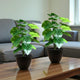 Go Hooked Artificial Alocasia Plant with complimentary Nursery Pot with 12 Green Patterned Leaves, Realistic Polyester Decorative Indoor & Outdoor Plant (Pack of 2)