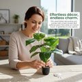 GoHooked artificial Alocasia plant with green leaves in a small pot being arranged by a woman on a wooden table