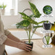 Go Hooked Artificial Indoor Plant with Complimentary Pot and Pebbles  | Dieffenbachia Green Plants, 12 Patterned Leaves | Decorative Potted Plant for Home Décor, Living Room & Office Desk