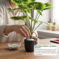 GoHooked artificial Balfour Aralia plant with green patterned leaves in a black pot being styled with white pebbles.