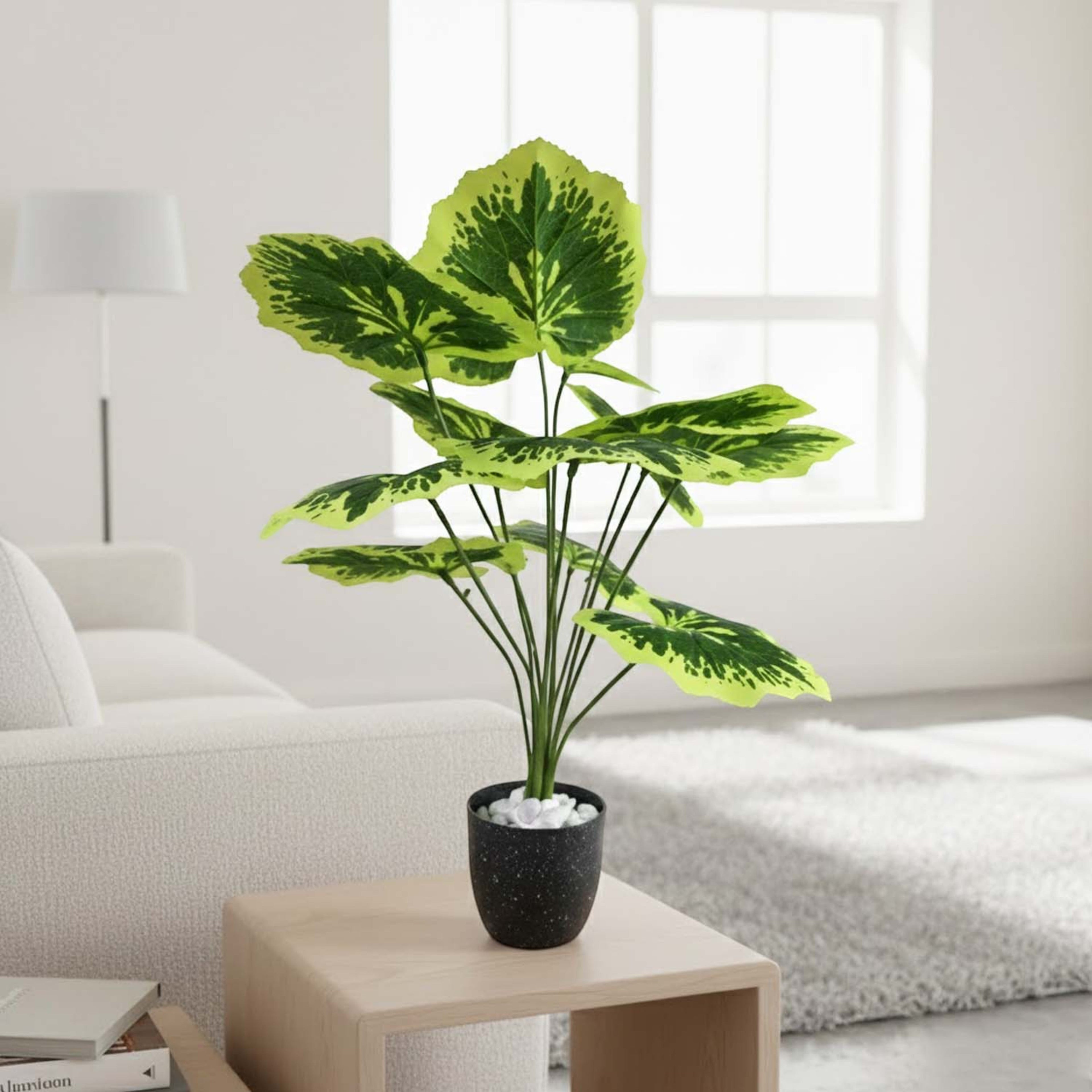 GoHooked artificial Balfour Aralia plant with variegated green leaves in a black pot with white decorative pebbles.