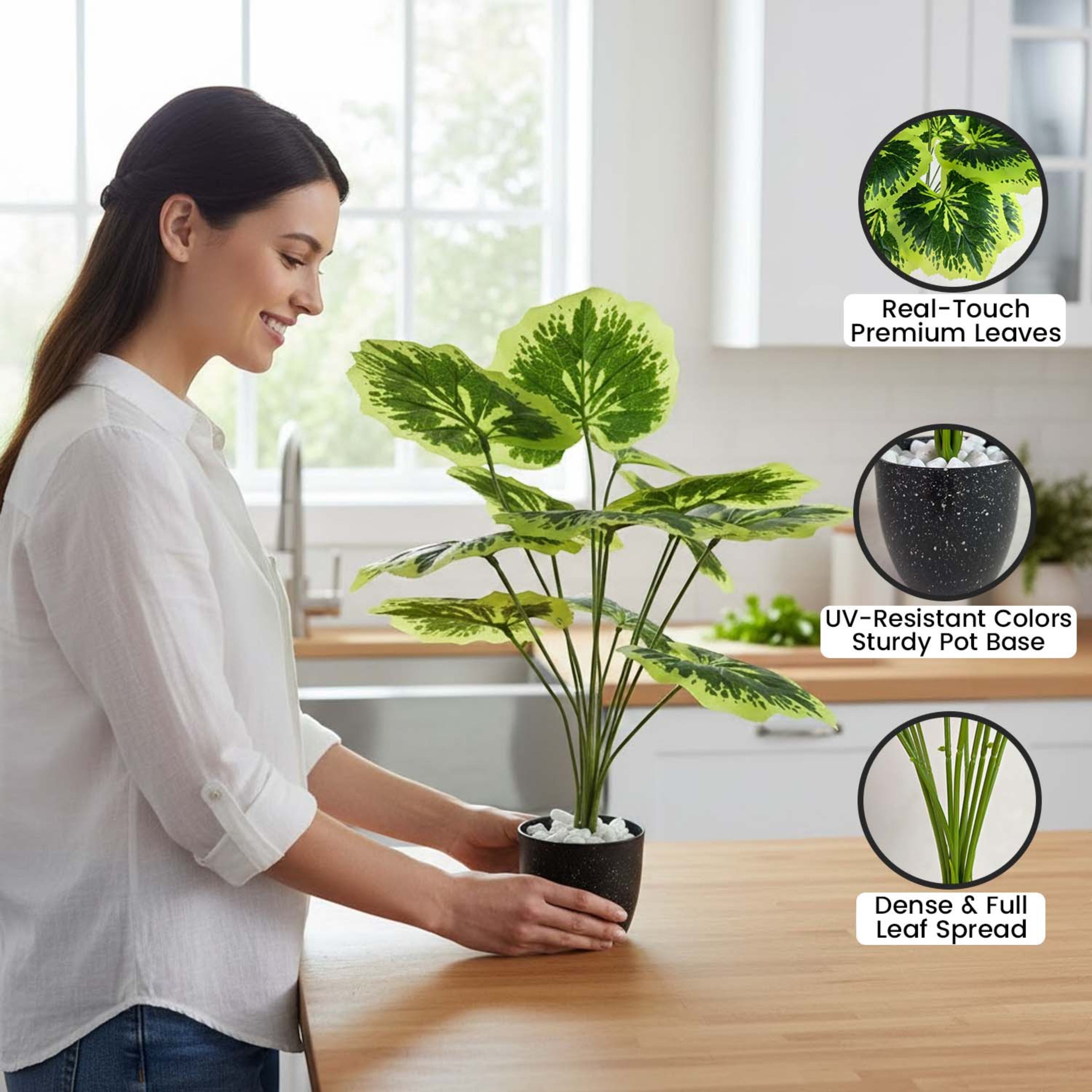 GoHooked artificial Balfour Aralia plant with patterned green leaves in a black pot on a kitchen counter.