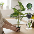Go Hooked artificial Dieffenbachia plant with 12 realistic green and yellow striped leaves in a speckled black pot with white pebbles.