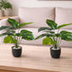 Go Hooked Artificial Indoor Plant with Complimentary Pot and Pebbles Set of 2 | Dieffenbachia Green Plants, 12 Patterned Leaves | Decorative Potted Plant for Home Decor, Living Room & Office Desk