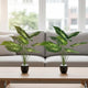 Go Hooked Artificial Indoor Plant with Complimentary Pot and Pebbles Set of 2 | Dieffenbachia Green Plants, 12 Patterned Leaves | Decorative Potted Plant for Home Décor, Living Room & Office Desk