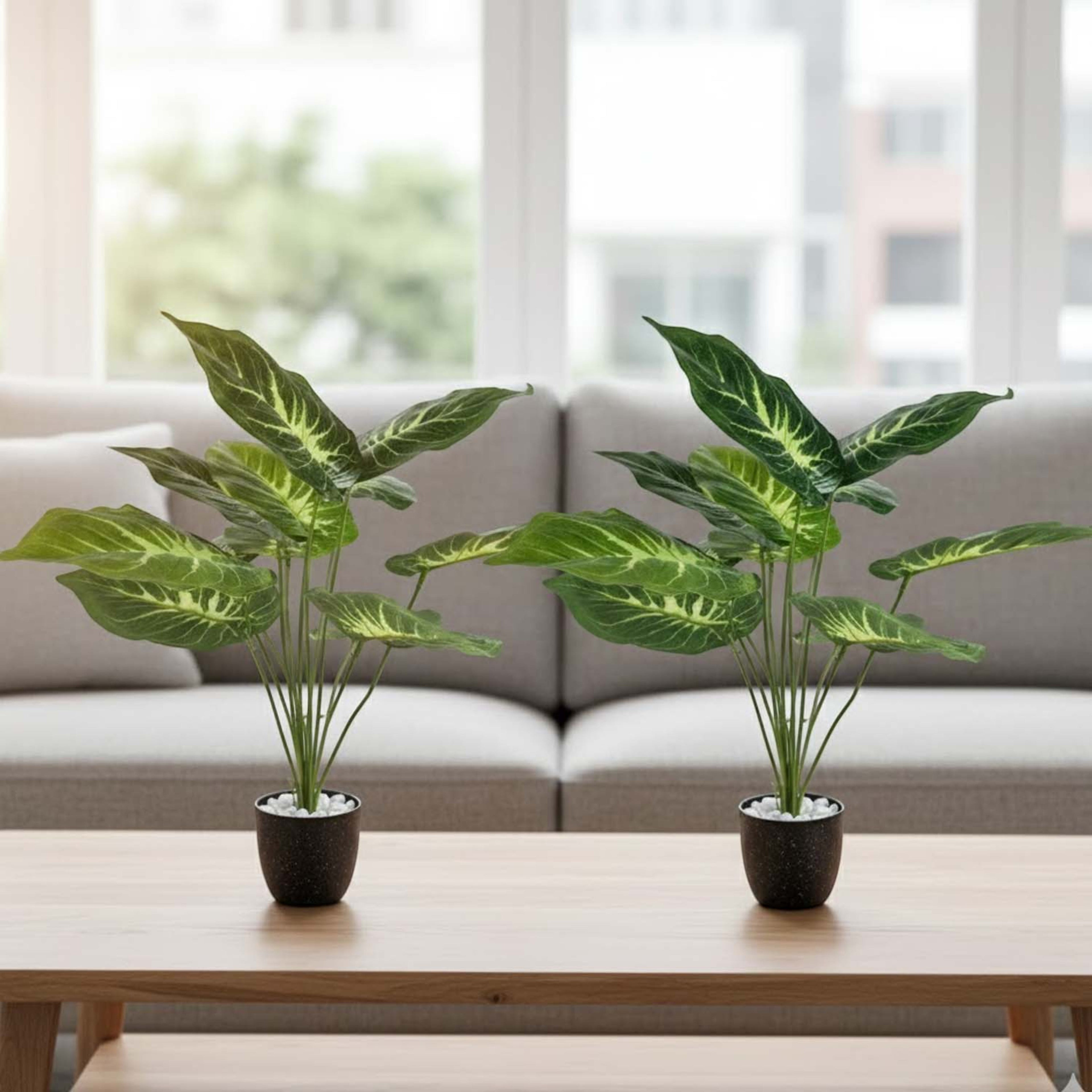 Two GoHooked artificial Dieffenbachia plants in black pots with white pebbles on a wooden table in a living room