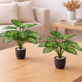 Two GoHooked artificial Homalomena Wallisii plants in dark grey pots with decorative pebbles on a wooden table.