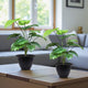Go Hooked Artificial Monstera Deliciosa Plant with complimentary Nursery Pot with 18 Green Patterned Leaves, Realistic Polyester Decorative Indoor & Outdoor Plant (Pack of 2)