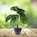 GoHooked artificial Monstera plant with 12 green leaves in a dark grey pot, perfect for home or office decor.