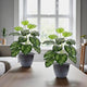 Go Hooked Artificial Monstera Plant with complimentary Nursery Pot Faux Monstera Tree with 12 Green Patterned Leaves, Realistic Polyester Decorative Indoor Plant for Home & Office Pack of 2