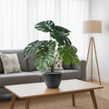 GoHooked Here is the original image: GoHooked Artificial Monstera Plant with 12 green patterned leaves in a black nursery pot. Realistic polyester decorative indoor plant for home & office.