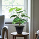 Go Hooked Artificial Monstera Deliciosa Plant with complimentary Nursery Pot with 18 Green Patterned Leaves, Realistic Polyester Decorative Indoor & Outdoor Plant (Pack of 1)