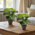 GoHooked two artificial Monstera plants with 12 green polyester leaves each, in grey pots, on a wooden table.