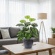 Go Hooked Artificial Plant with complimentary Nursery Pot Dual Shade Big Leaves Artificial Plant Decorative Greenry House Potted Tall for Home Office Living Room Decor Indoor Garden 12 Leaves in Pot