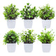 Go Hooked Artificial Plants Small, Mini Artificial Plants Indoor for Home Farmhouse Bathroom Shelf DÃ©cor Height 17CM Green and White 6 (Design May Vary)