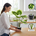 Go Hooked Balfour Aralia artificial plant with 12 patterned green leaves in a speckled black pot with white pebbles.