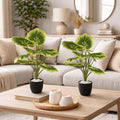 GoHooked Balfour Aralia artificial plants, set of 2, featuring variegated green and yellow leaves in black speckled pots with white pebbles.
