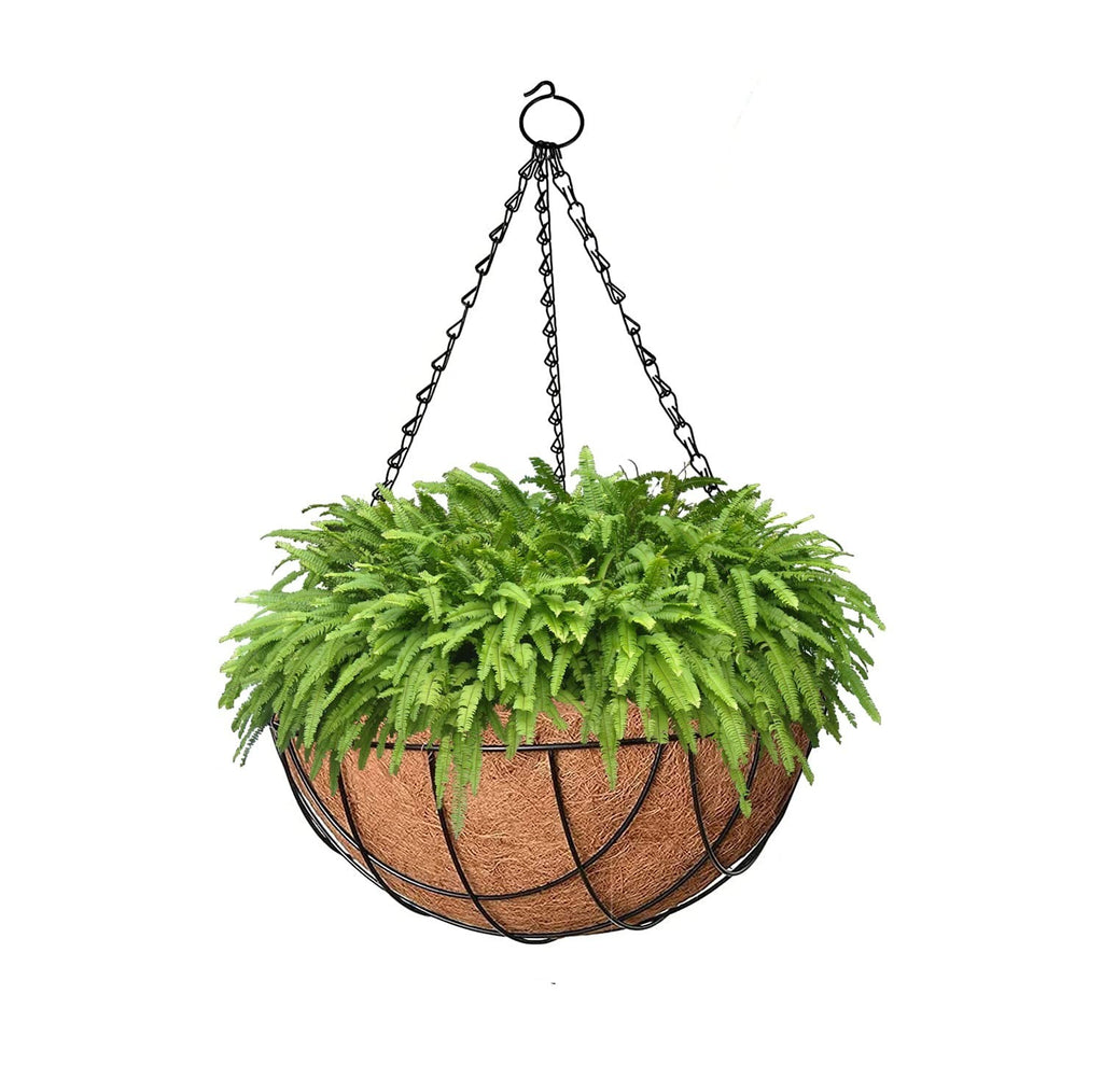 GoHooked Bianco 10" brown coco fiber hanging basket with metal chain, filled with lush green ferns.
