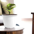 GoHooked Bianco white plastic DURE flower pot, 10 inch, pack of 5. Ideal for indoor/outdoor gardening.
