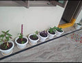 GoHooked Bianco white plastic flower pots with bottom trays, 10-inch size, ideal for home decor and plants.