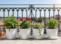 GoHooked Bianco 10-inch white plastic planters with trays, holding ferns, geraniums, ivy, and basil on a balcony.