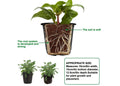 GoHooked black plastic seedling pots with developed root systems, ideal for indoor/outdoor plant growth.