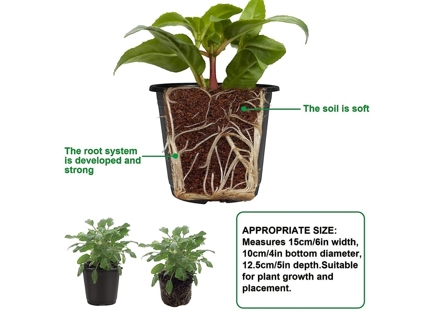 GoHooked black plastic seedling pots with developed root systems, ideal for indoor/outdoor plant growth.