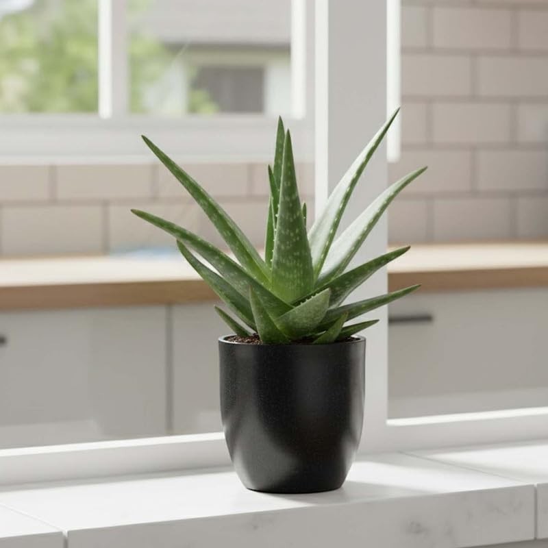 GoHooked black 10-inch polymer indoor planter with drainage hole, perfect for modern home decor.