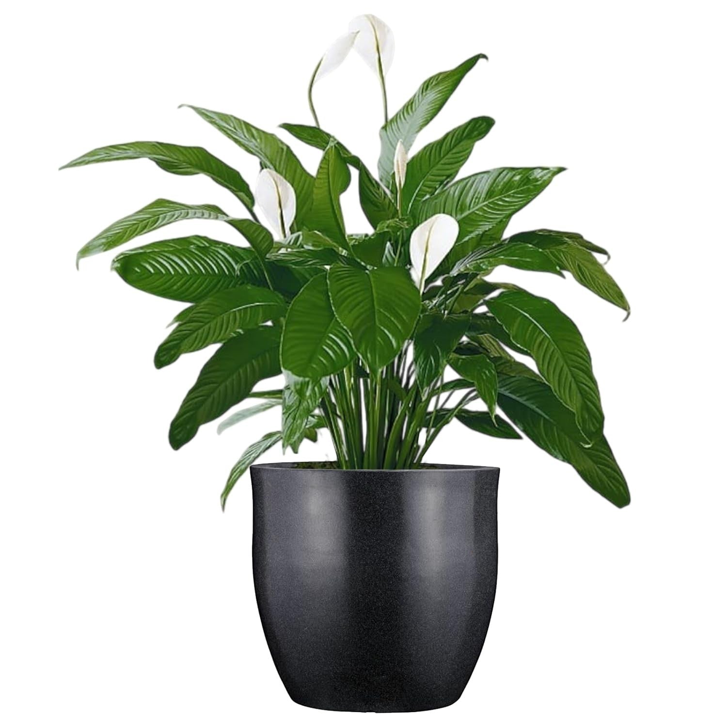 GoHooked Pluto 20-inch black polymer planter pot with a peace lily plant. Modern round design with drainage.