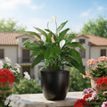 GoHooked 12-inch black speckled polymer planter with a peace lily plant on a balcony.