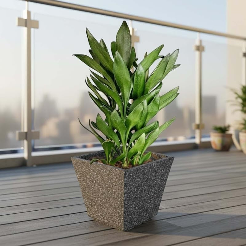 Go Hooked 10-inch square black polymer planter with a speckled finish holding a green plant on a wooden deck.