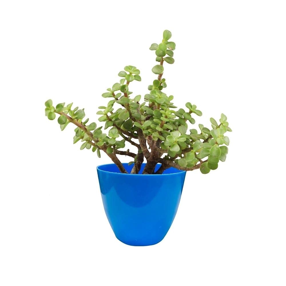 GoHooked blue plastic flower pot with a small jade plant, perfect for home decoration.