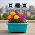 GoHooked blue rectangular plastic plant pot with fluted sides, holding marigolds and petunias on a balcony.