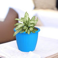 GoHooked blue plastic planter with a variegated green and white plant. Indoor/outdoor use.