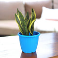 Go Hooked blue plastic planter pot with ribbed texture, 10-inch size, perfect for indoor or outdoor gardening.