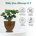 Go Hooked bronze plastic planter pot with embossed floral design and matching saucer, ideal for indoor/outdoor plants.