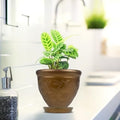 GoHooked brown plastic planter pot with embossed dragonfly design and matching saucer, holding a green plant.