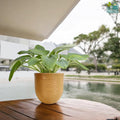 GoHooked 18 inch round brown polymer plant pot with textured finish, holding a green leafy plant on a wooden table.
