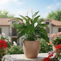 GoHooked brown polymer planter with a peace lily plant on a balcony. Modern, round, 12-inch pot with drainage.